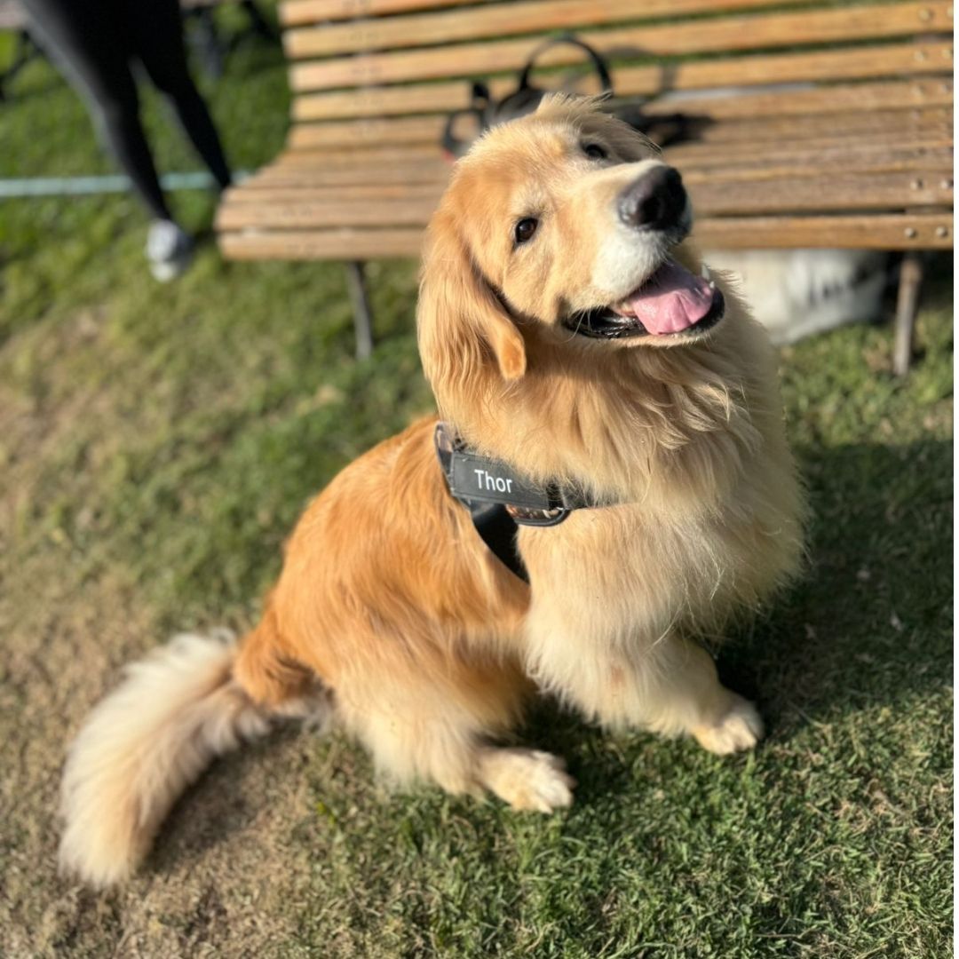 Arnés para perro con nombre personalizado - Hipnotelia