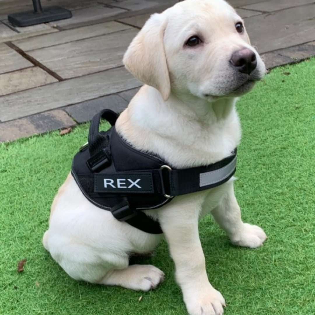 Arnés para perro con nombre personalizado - Hipnotelia