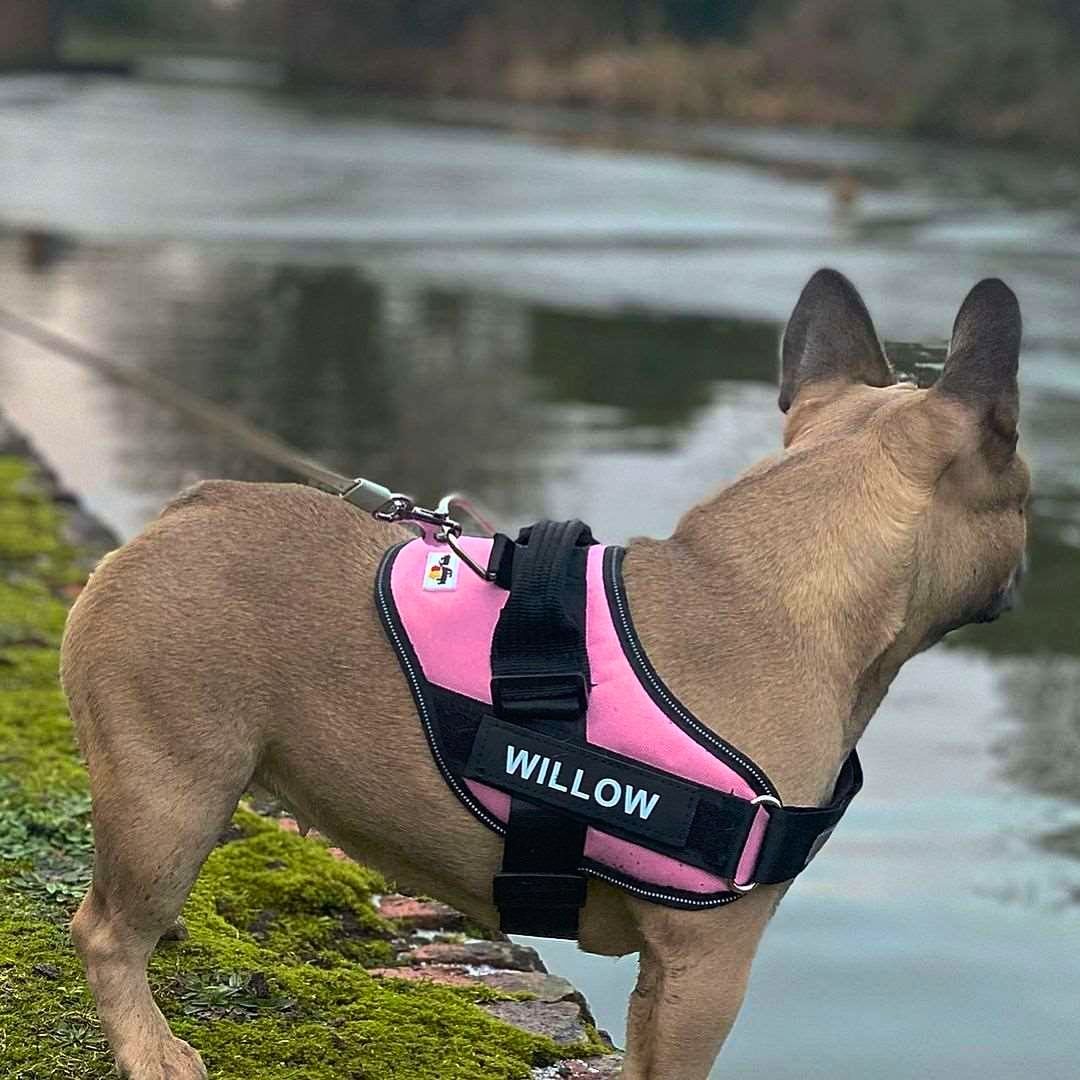 Arnés para perro con nombre personalizado - Hipnotelia