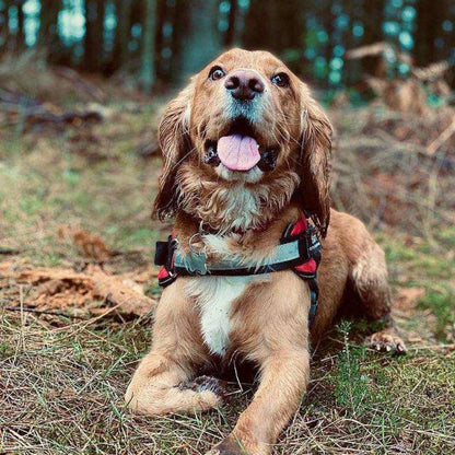 Arnés para perro con nombre personalizado - Hipnotelia