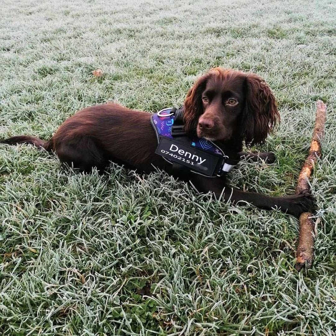 Arnés para perro con nombre personalizado - Hipnotelia