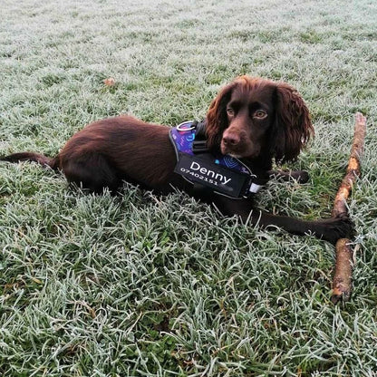 Arnés para perro con nombre personalizado - Hipnotelia
